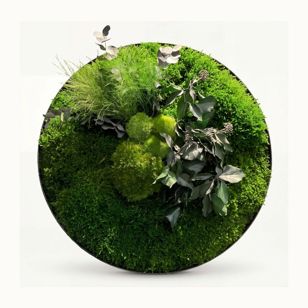 Stabilize okaliptüs Ball Moss ve yeşil yosunlarla hazırlanmış yuvarlak yosun tablo